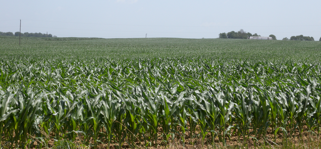 Corn field in Washington County, Indiana